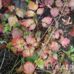 Lilled, Astilbe, Hiina astilbe, Colour Flash