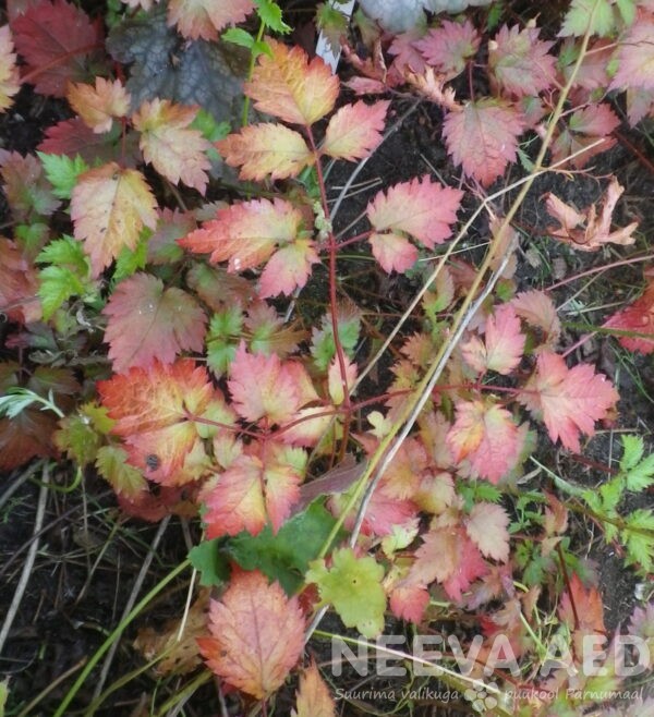 Lilled, Astilbe, Hiina astilbe, Colour Flash