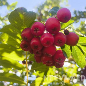 sorbus