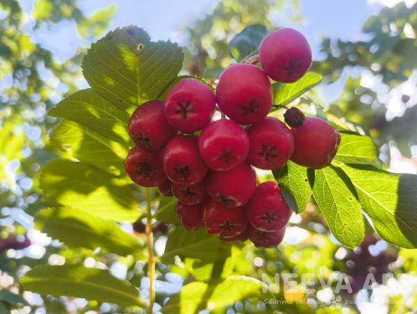 sorbus