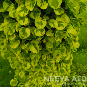 Hydrangea