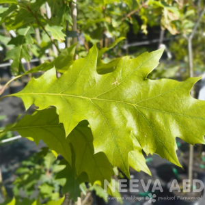 Quercus rubra