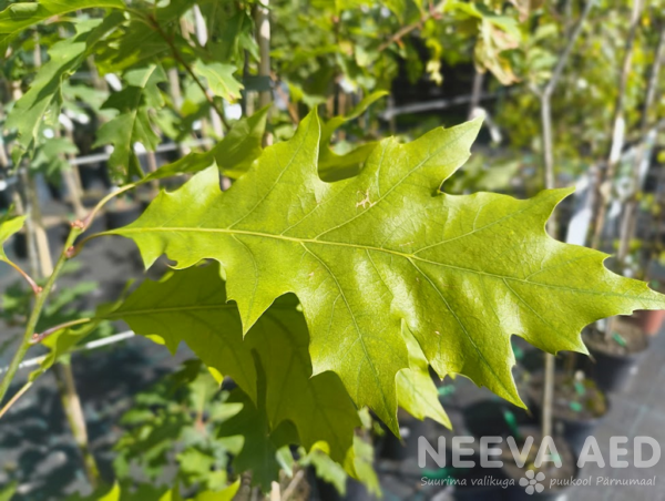 Quercus rubra