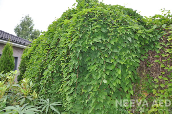 Schisandra chinensis