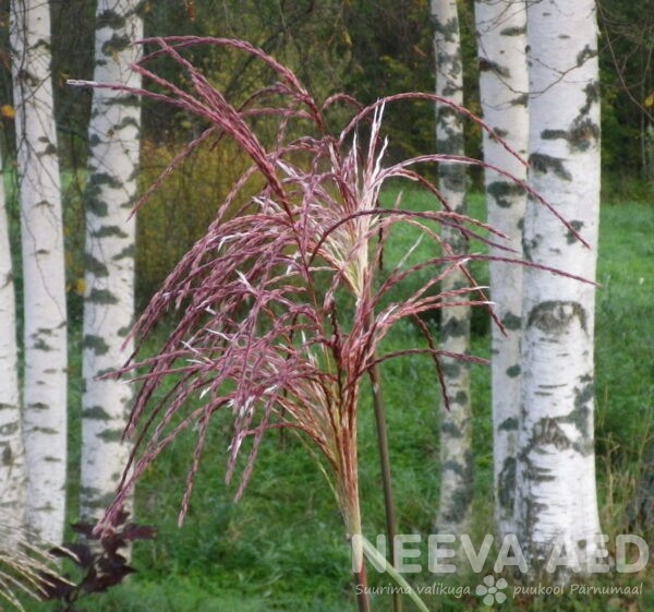 Lilled, Kõrrelised, Hiina siidpööris, Malepartus