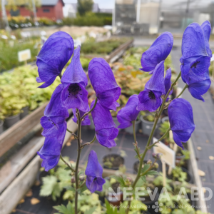 Aconitum