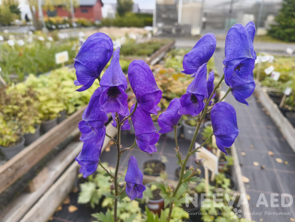 Aconitum