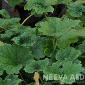 tiarella