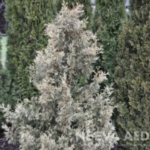 thuja