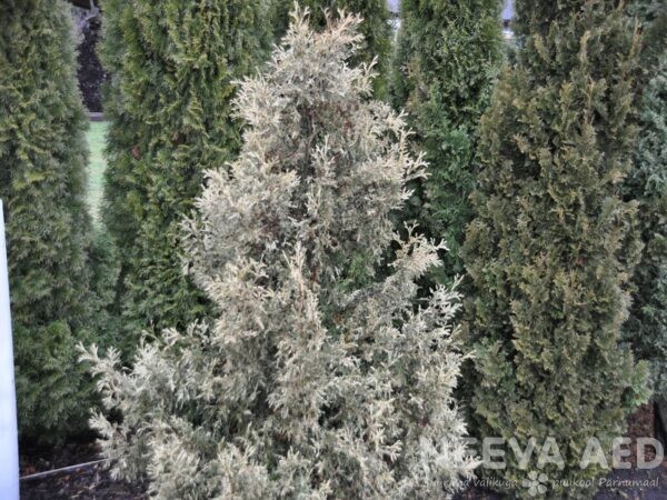 thuja