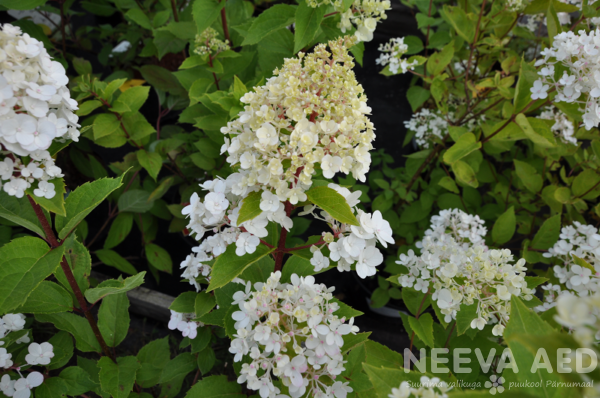 Hydrangea