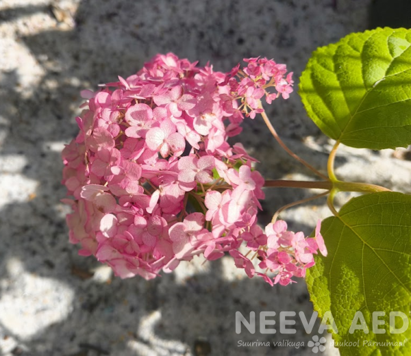 Hydrangea