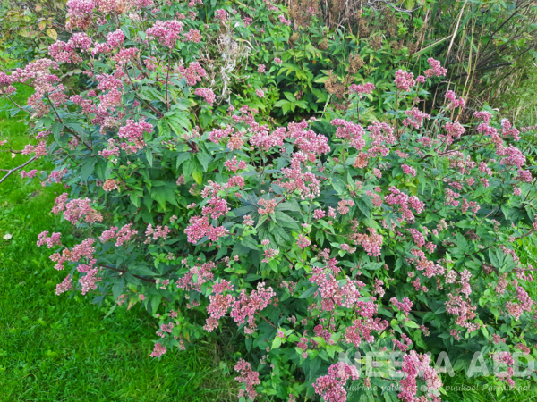 Eupatorium