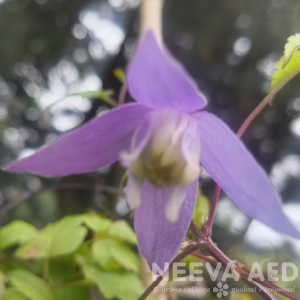 Clematis