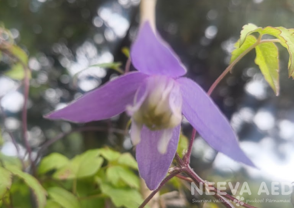 Clematis