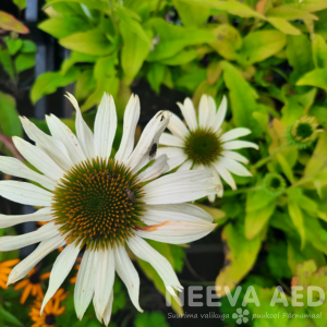 Echinacea