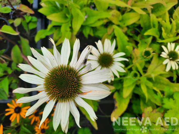 Echinacea