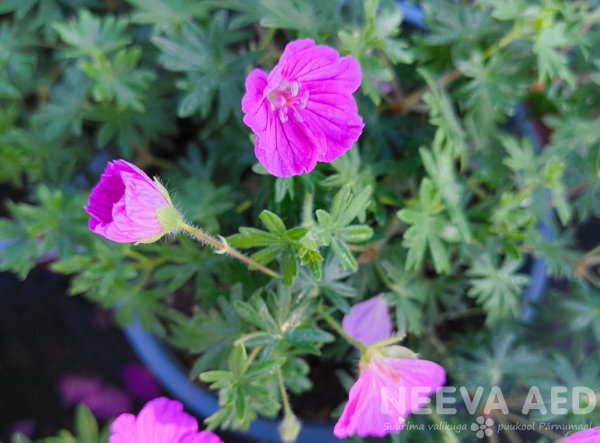 Geranium