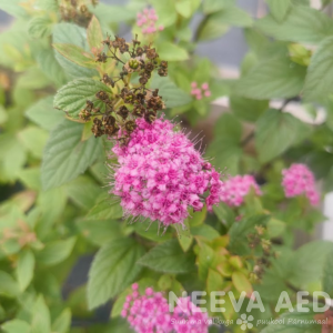 spirea