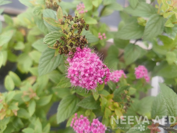 spirea