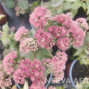 sedum