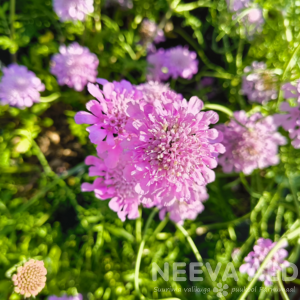 Scabiosa