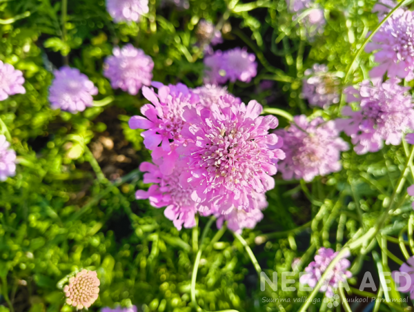 Scabiosa